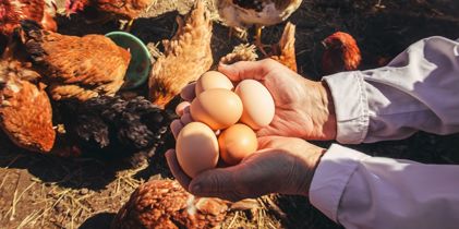 hands holding eggs