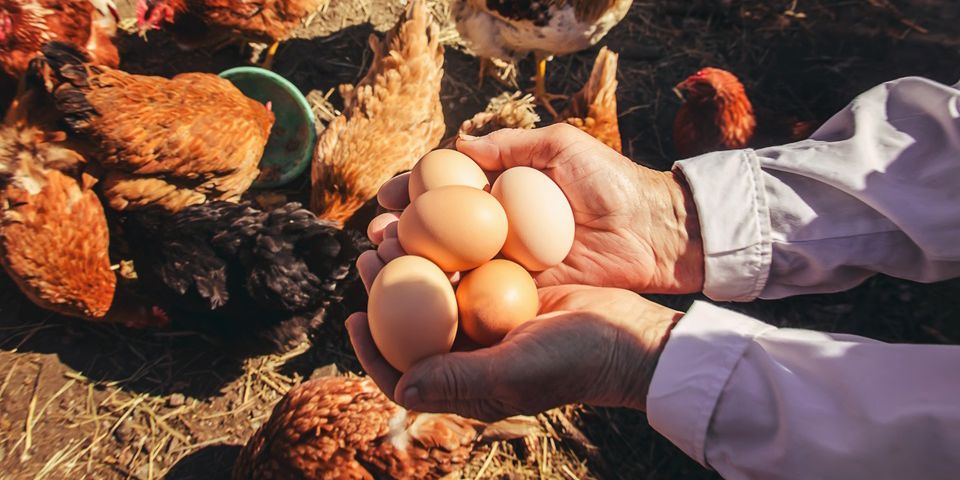 hands holding eggs