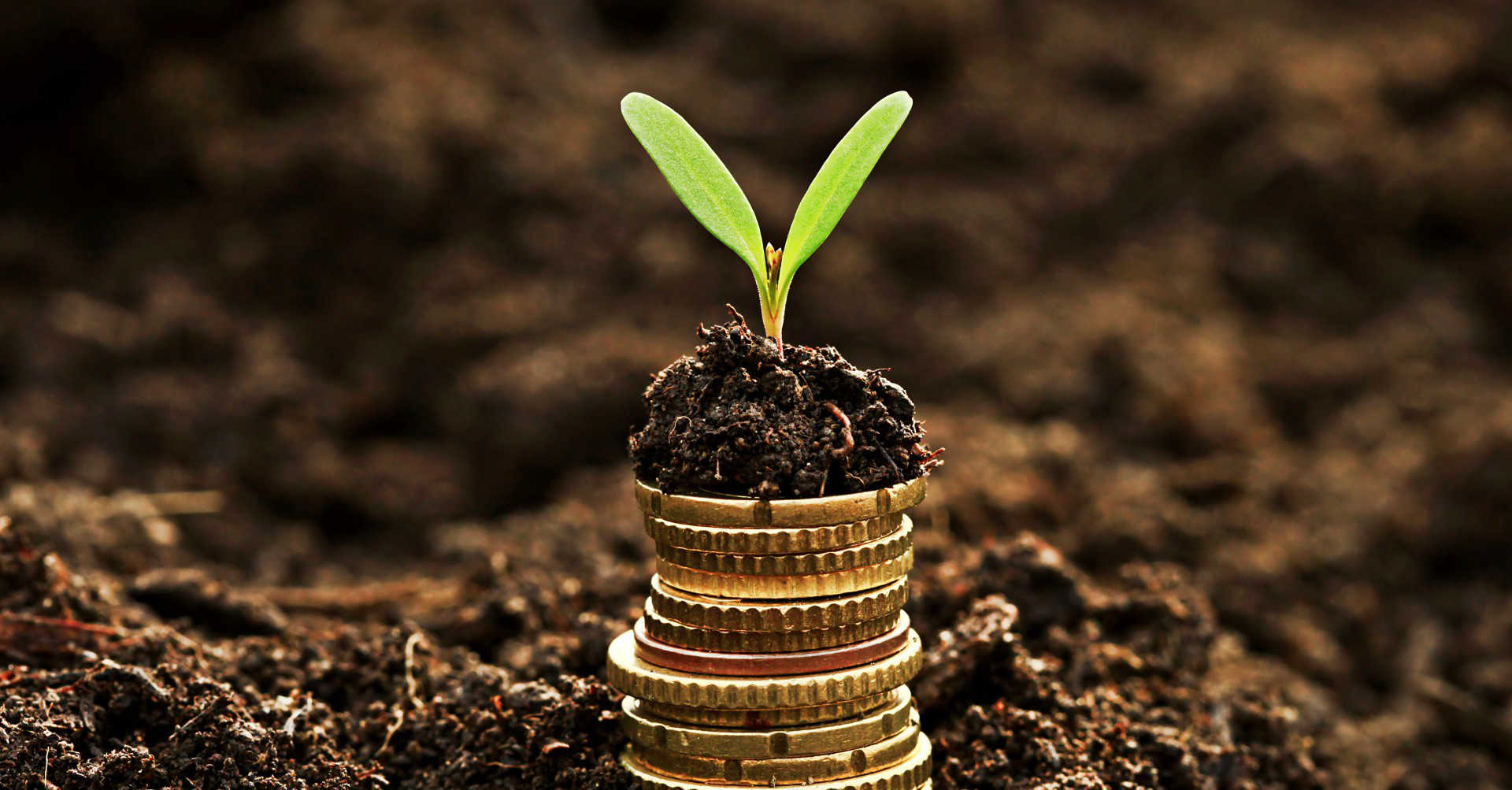 coins and plant in soil