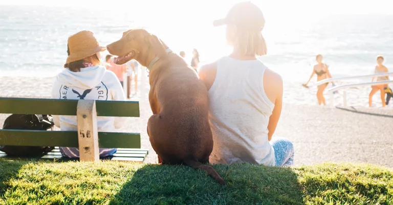 man sitting on beach with his dog